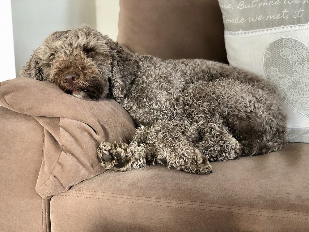 BENVENUTI - Lagotto Romagnolo