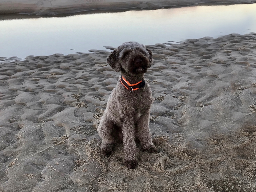 BENVENUTI - Lagotto Romagnolo