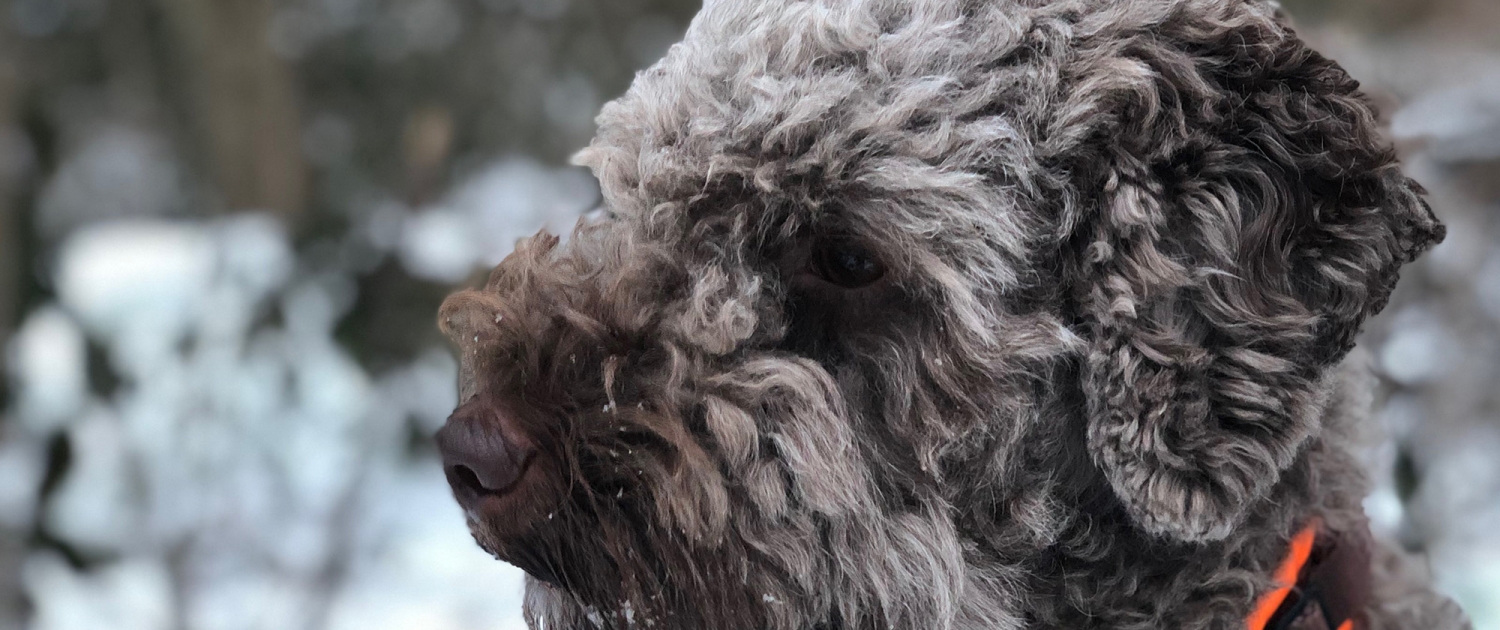 BENVENUTI - Lagotto Romagnolo