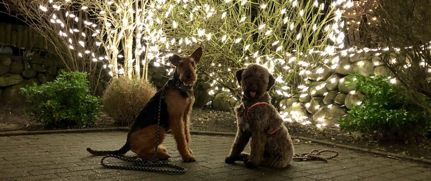 Baciato dalla Fortuna – Lagotto Romagnolo Zucht Moers – NRW