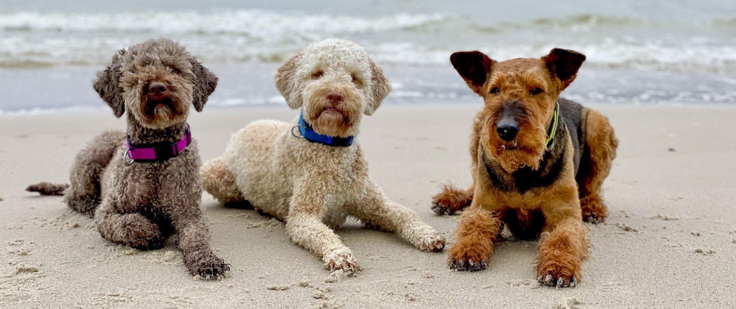 BENVENUTI - Lagotto Romagnolo